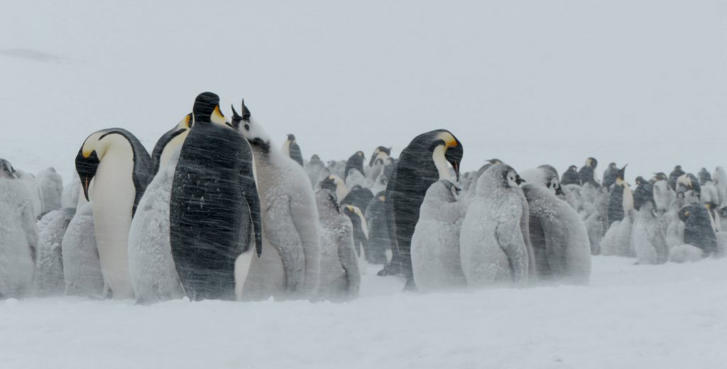 Antarctique DDU AlainMATHIEU InstitutPolaireFrancaisIPEV237